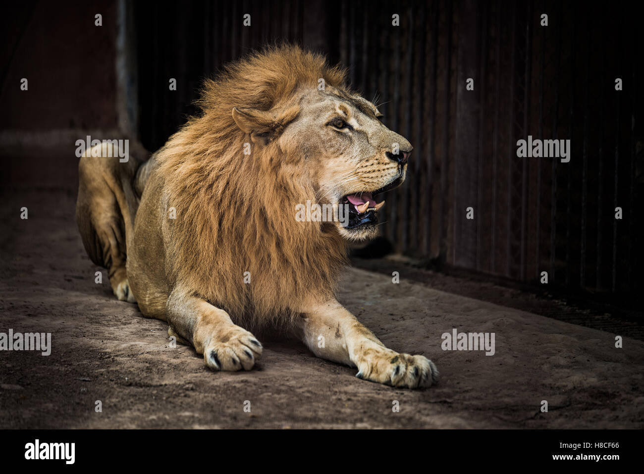 Big male african lion hi-res stock photography and images - Alamy