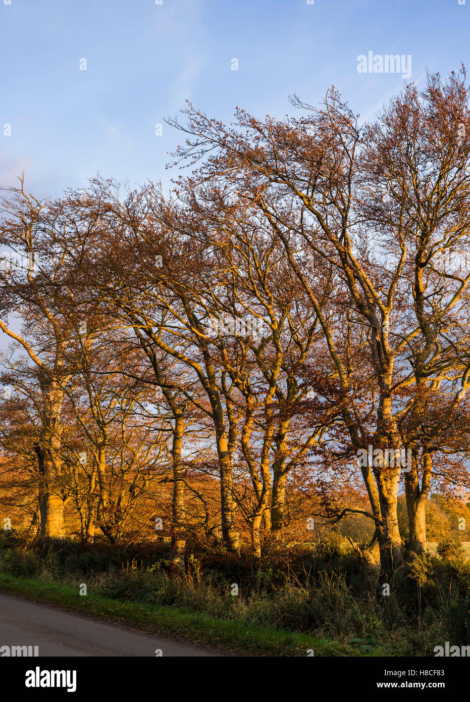 Sunset trees beside the road from Gifford to Duns, Hillfoots of East Lothian, Scotland, in autumn. Stock Photo