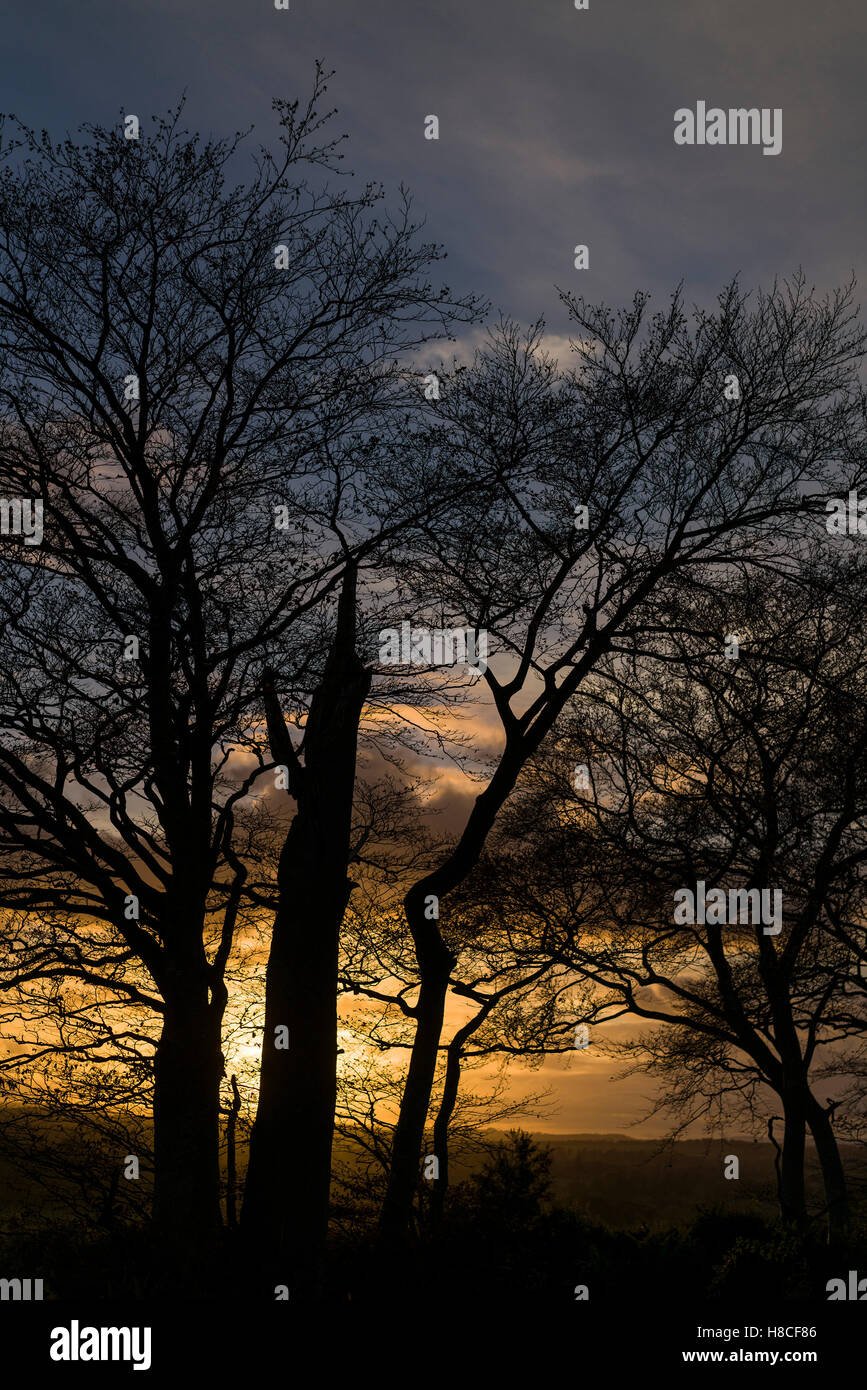 Sunset trees beside the road from Gifford to Duns, Hillfoots of East Lothian, Scotland, in autumn. Stock Photo