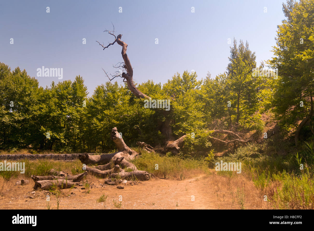 Relics of the old plane tree at Prokopi village in Euboea in Greece.This plane tree used to be the biggest in Europe. Stock Photo
