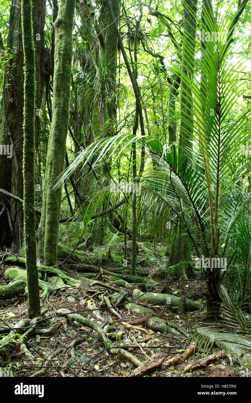 Lush green foliage in tropical jungle Stock Photo - Alamy