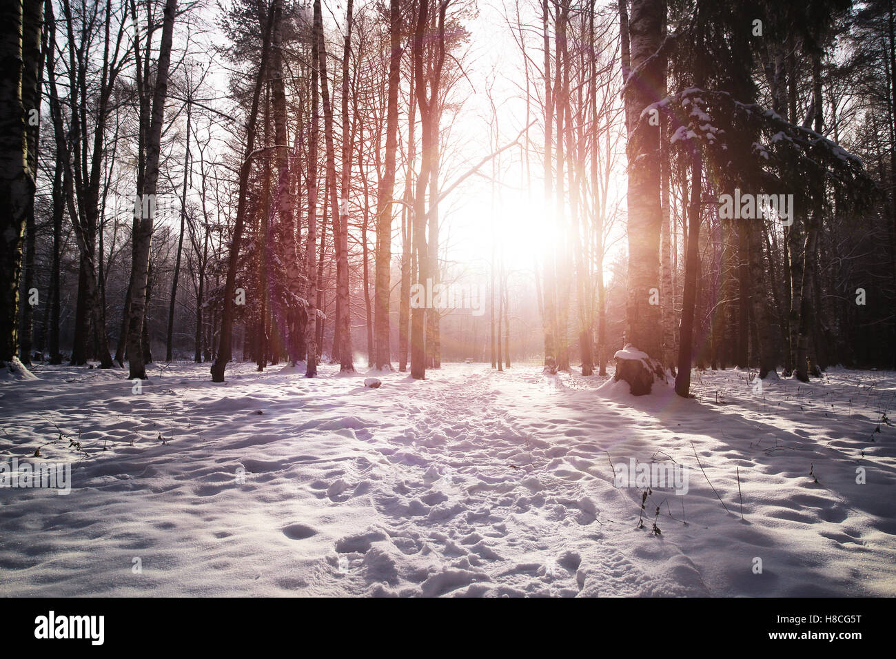 Winter tree forest Stock Photo - Alamy