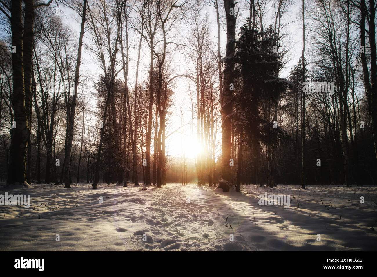 Winter tree forest Stock Photo - Alamy