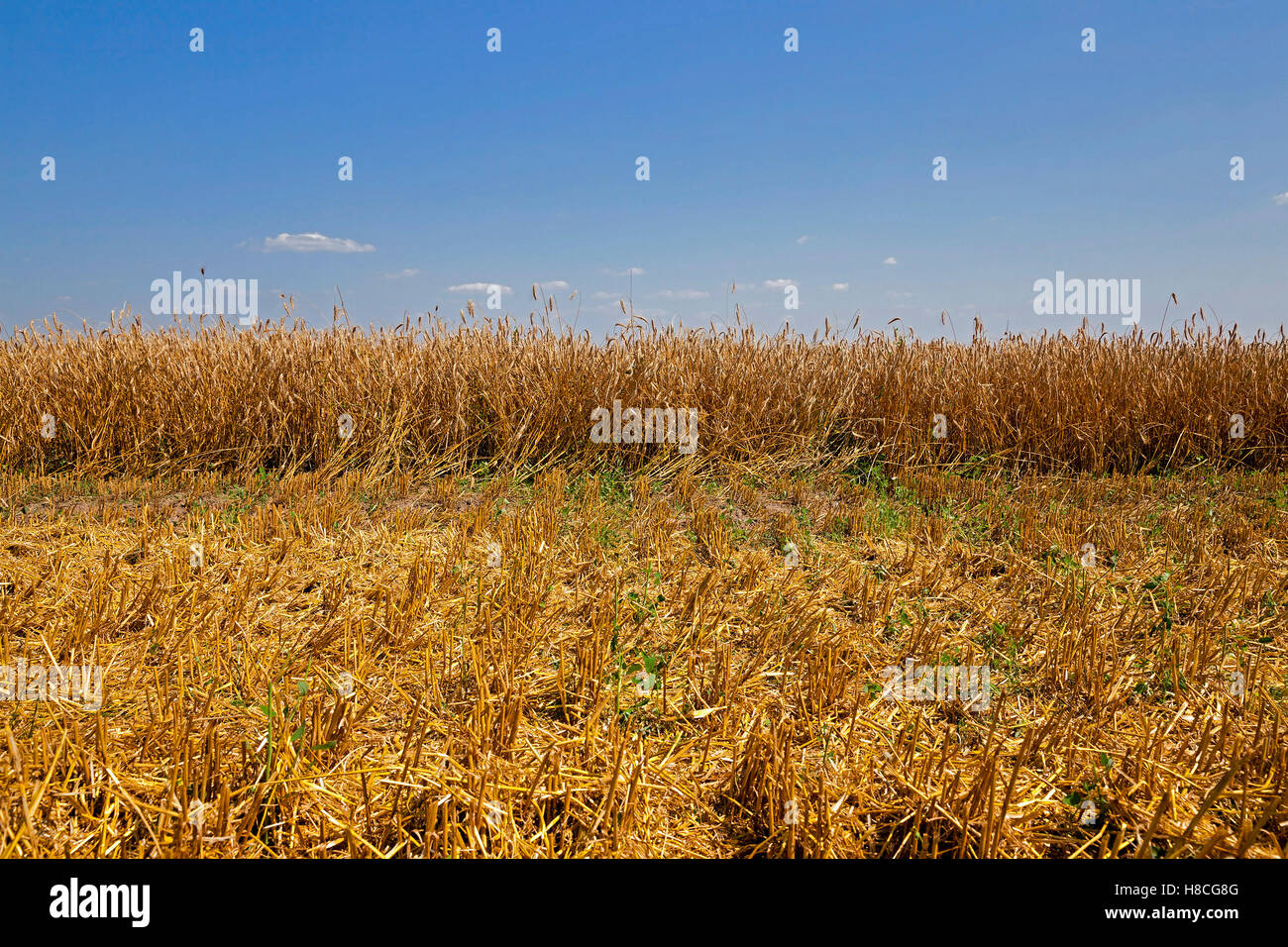 cereals during harvest Stock Photo - Alamy
