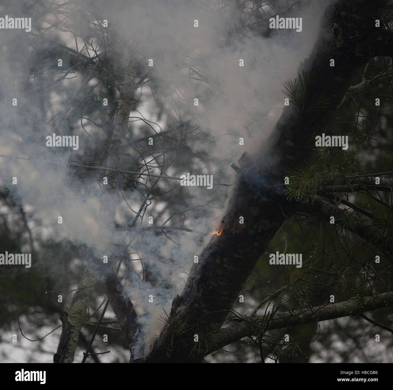 Pine tree about to catch fire in the electrical lines Stock Photo Alamy
