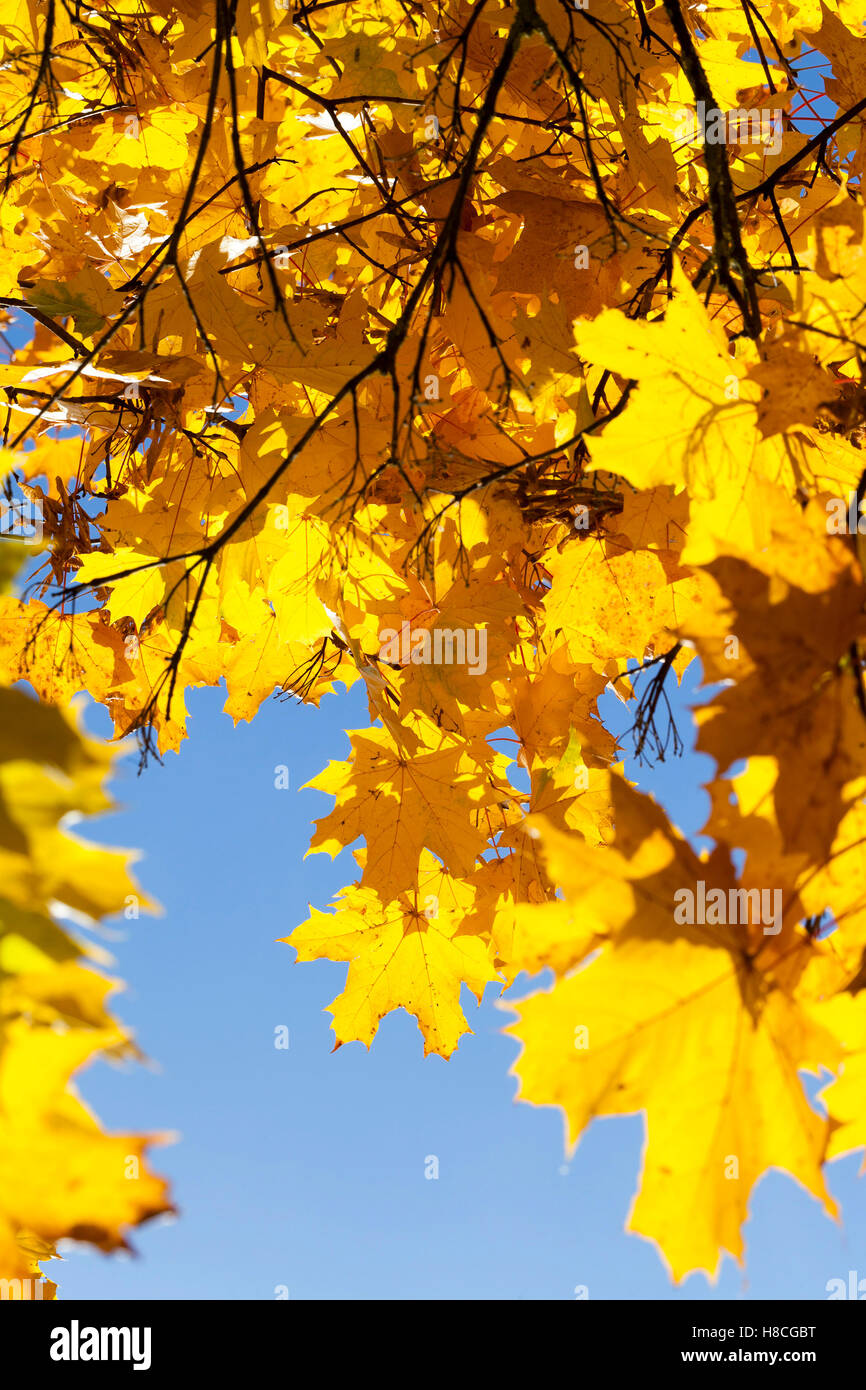 maple trees in the fall Stock Photo - Alamy