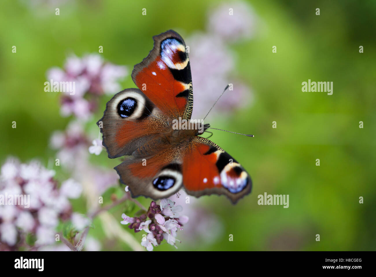 PEACOCK BUTTERFLY on a flower in garden Stock Photo