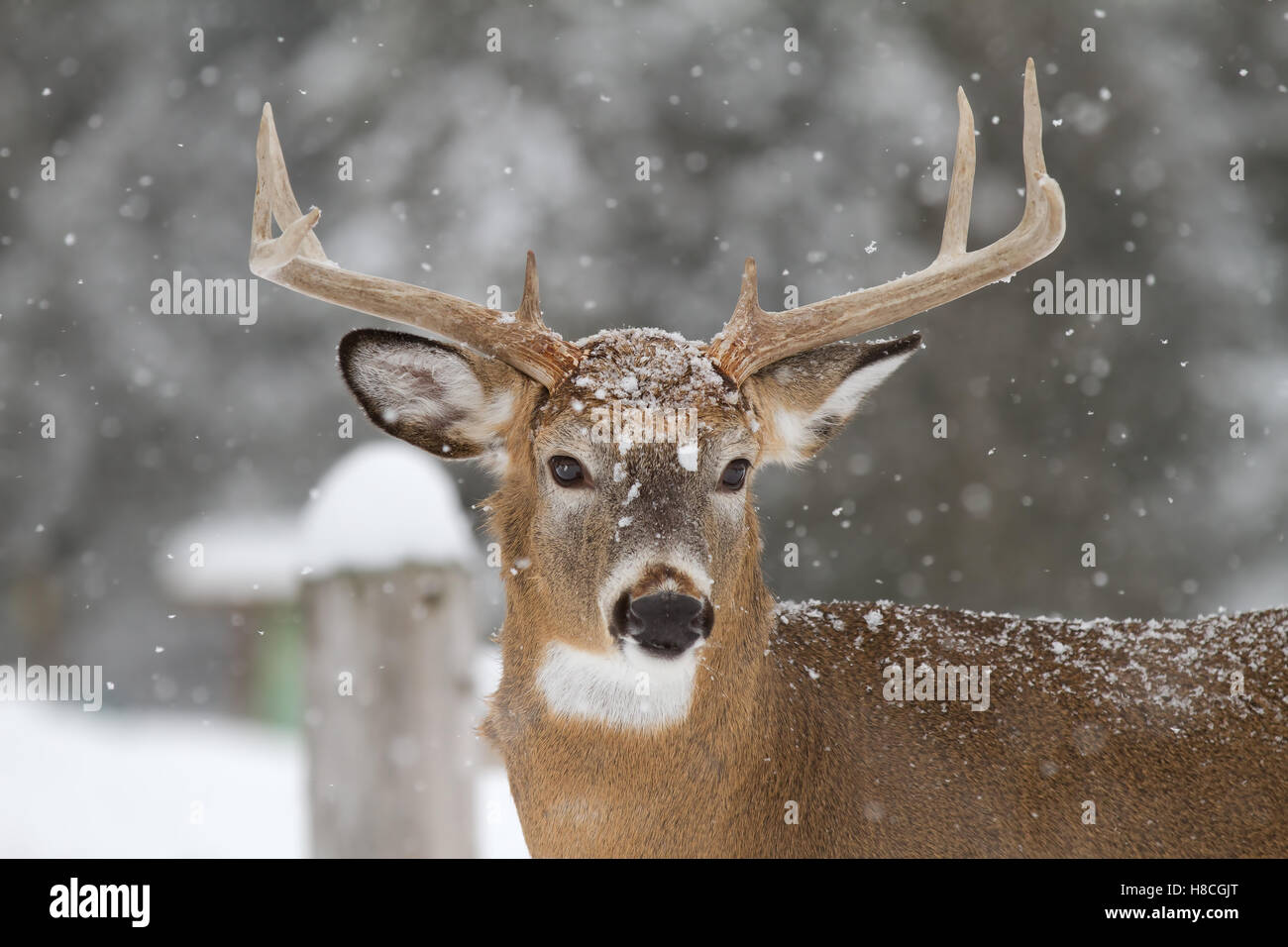 White-tailed deer buck in the falling snow in Canada Stock Photo