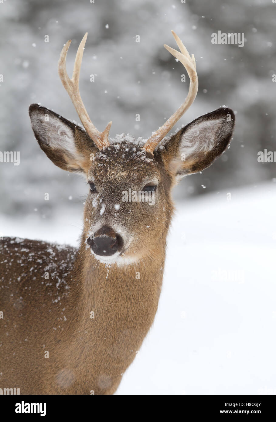 White-tailed deer buck in the falling snow in Canada Stock Photo