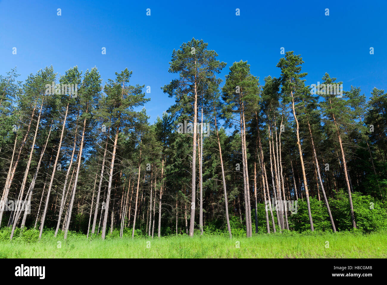 pine trees in the forest Stock Photo - Alamy