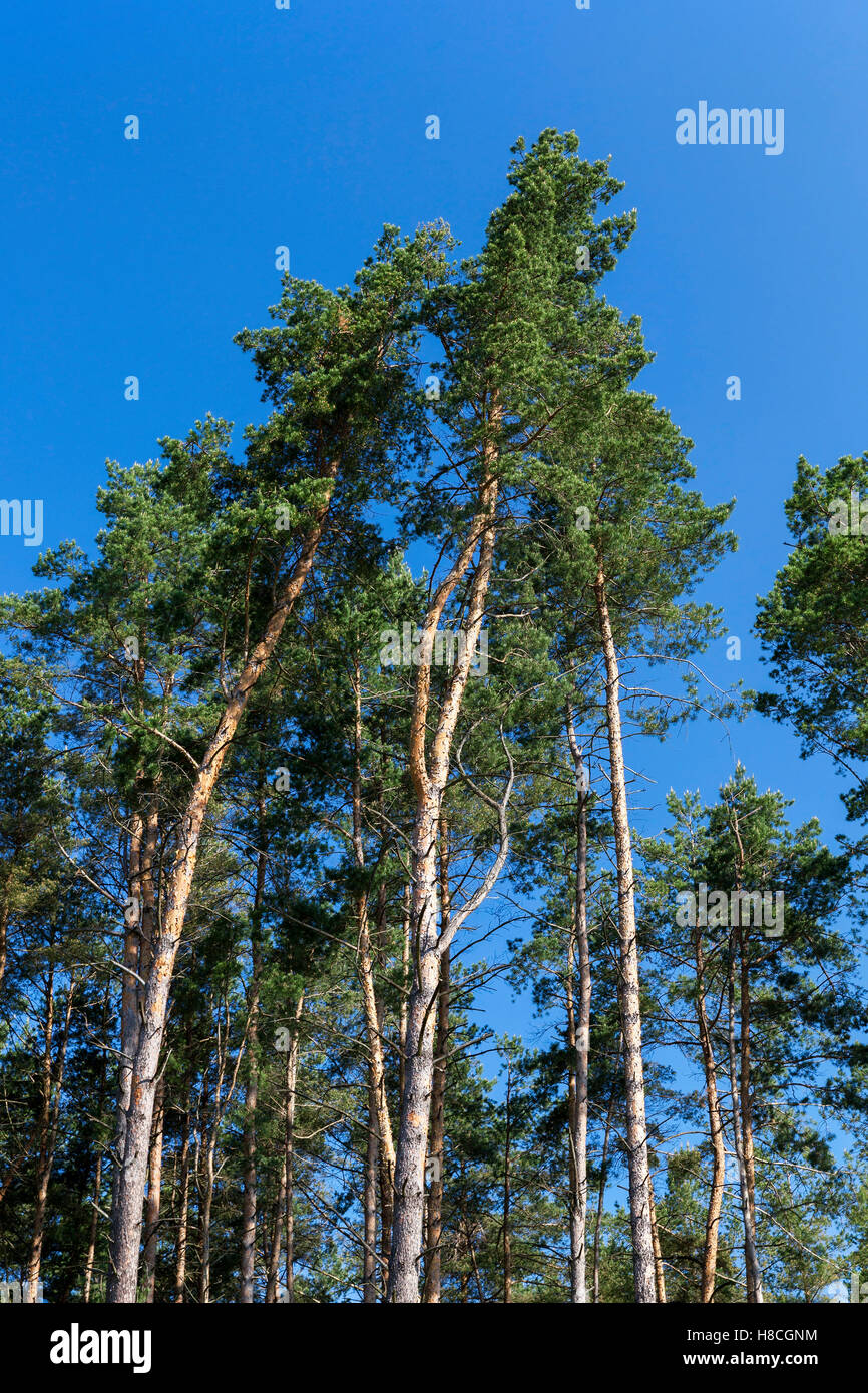 pine trees in the forest Stock Photo - Alamy