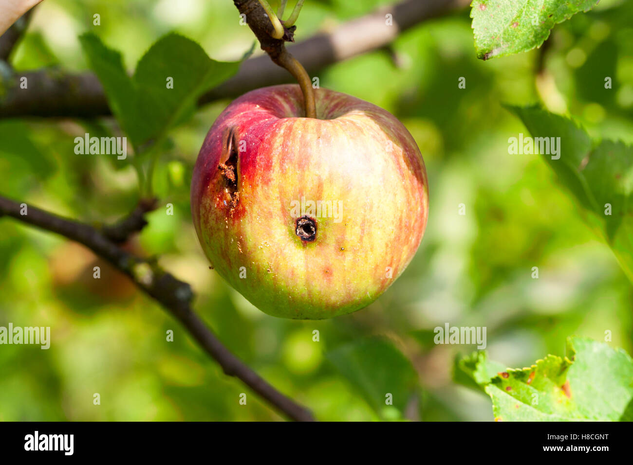 Замечены яблоки. Яблоко червивое. Синие яблоки на дереве. Яблоко с червяком.
