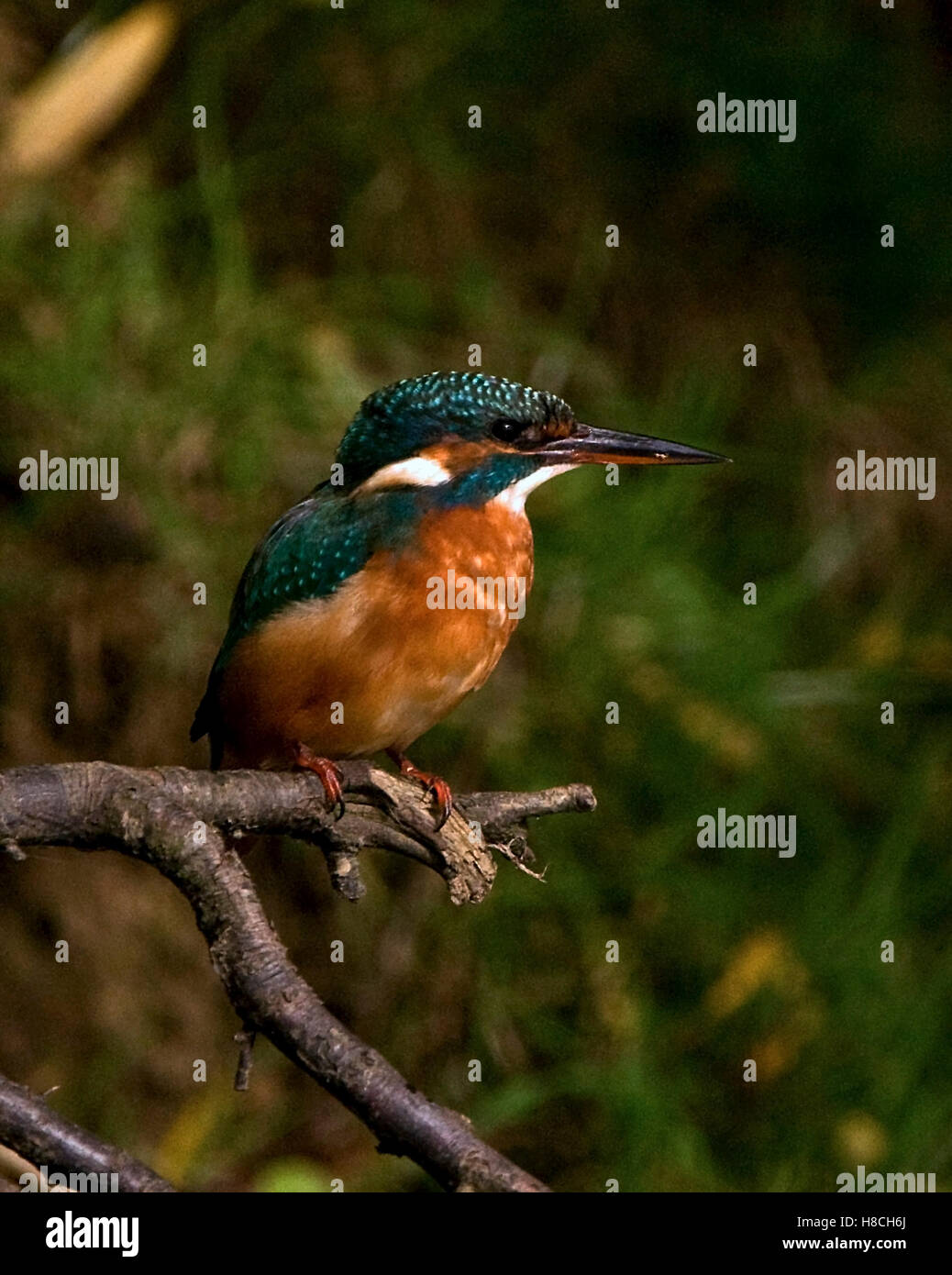 A Female Kingfisher roosting Stock Photo