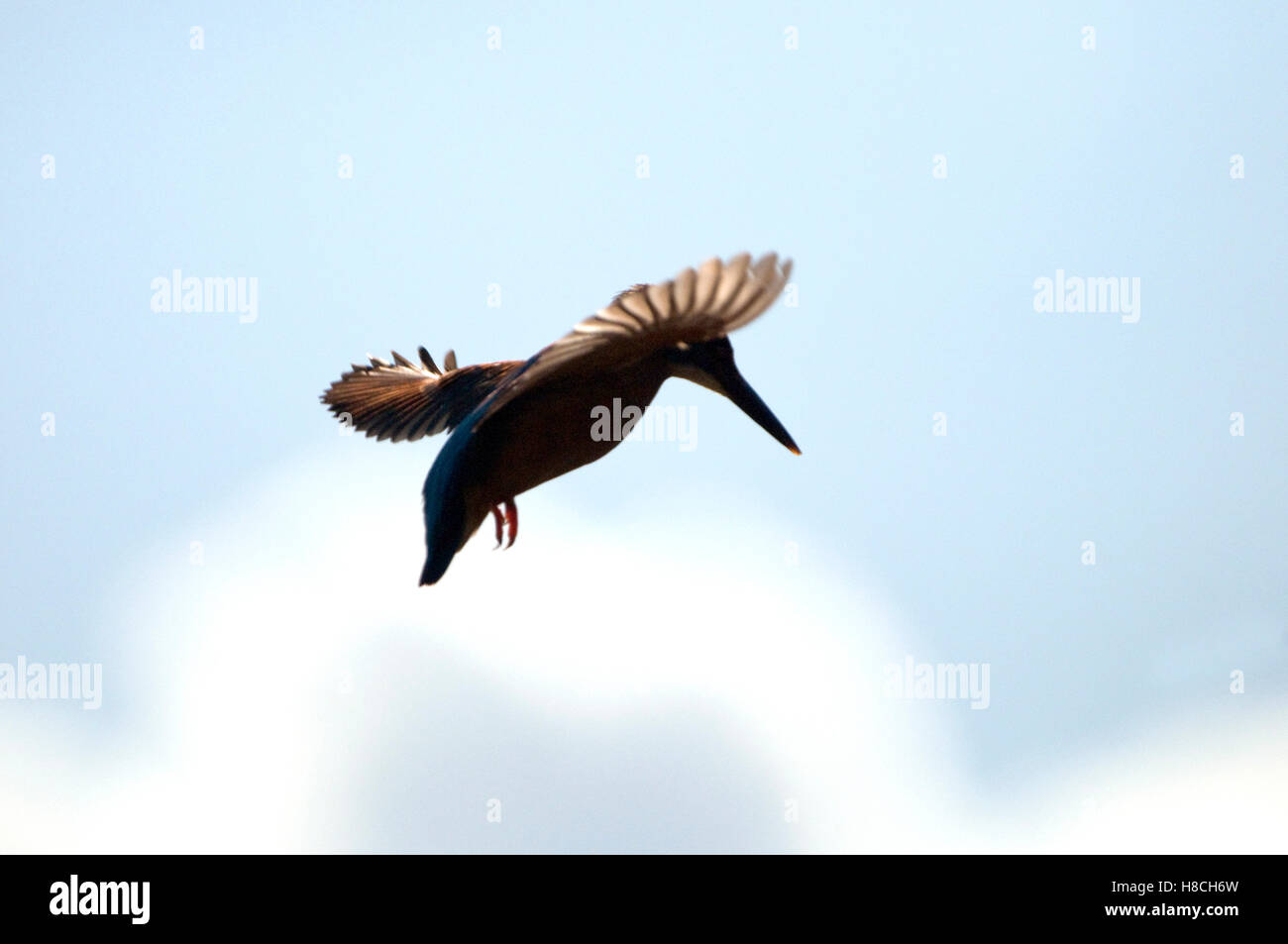 A Hovering Kingfisher Stock Photo