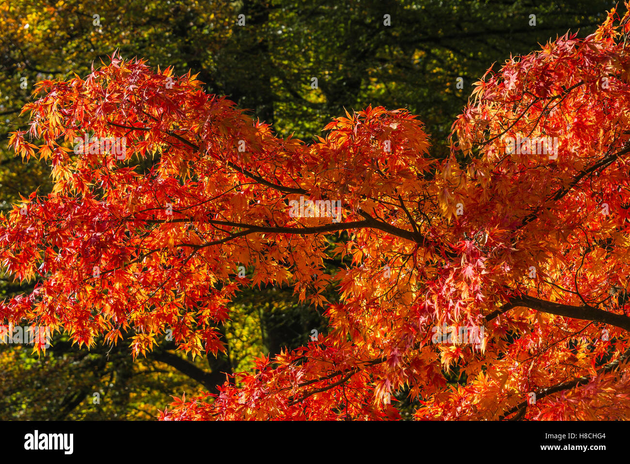 Acer palmatum elegans hires stock photography and images Alamy