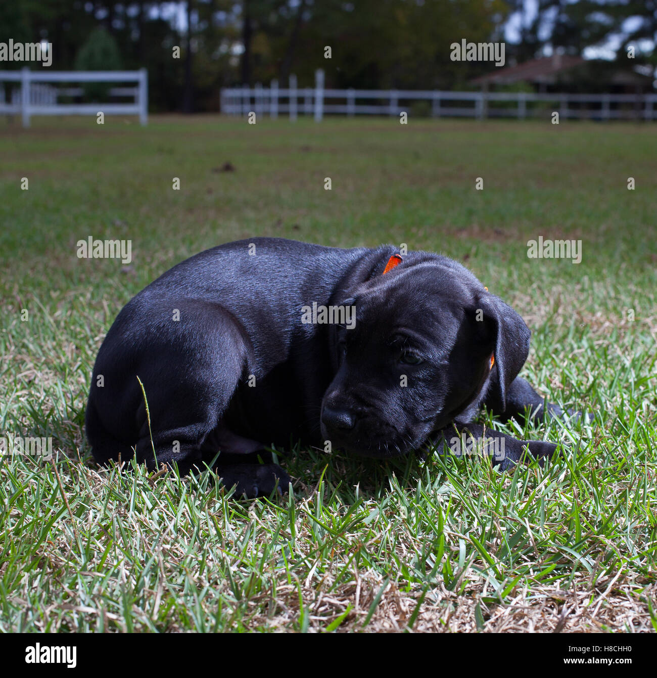 Curled up feet hires stock photography and images Alamy