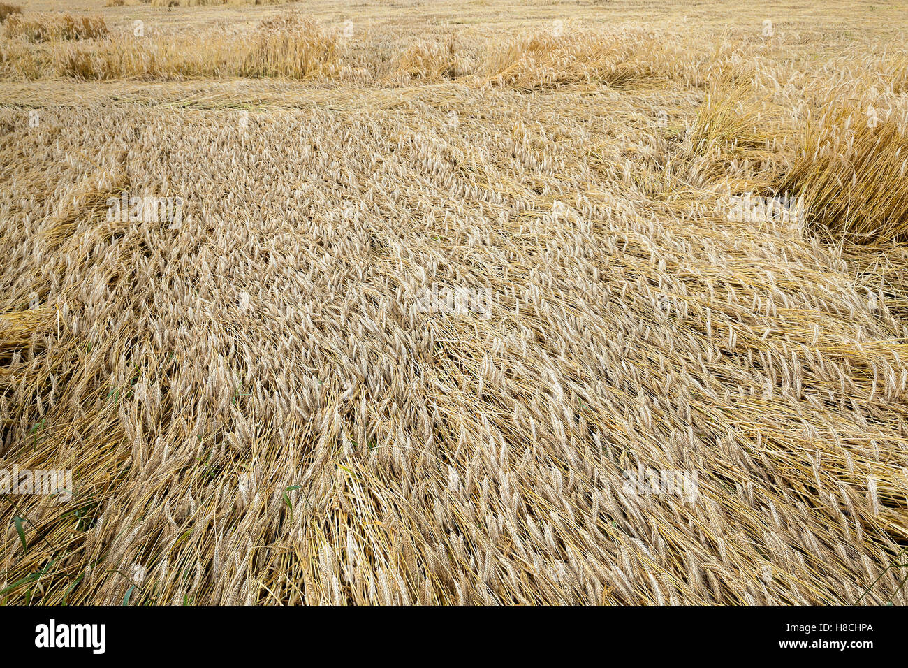 ripe yellow cereals Stock Photo - Alamy