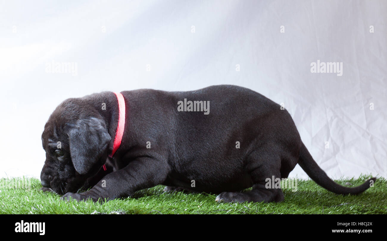 Black great Dane puppy sniffing in some fake grass Stock Photo