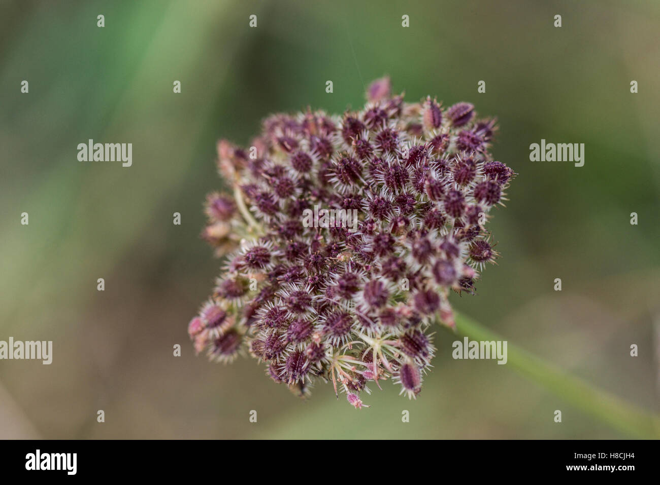 wild-carrot-fruit-cluster-hi-res-stock-photography-and-images-alamy
