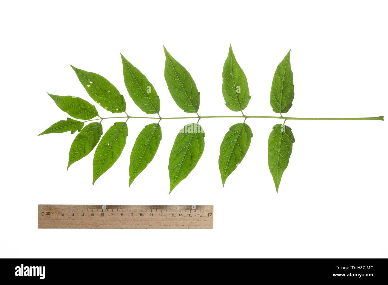 Götterbaum, Chinesischer Götterbaum, Ailanthus altissima, Ailanthus glandulosa, tree of heaven, ailanthus, chouchun, L'Ailante g Stock Photo