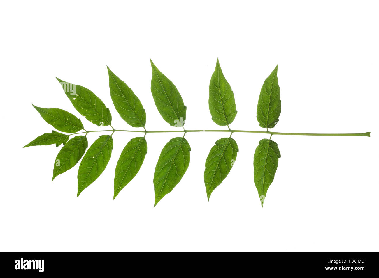 Tree of heaven High Resolution Stock Photography and Images Alamy