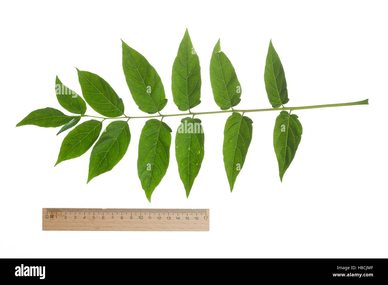 Tree of heaven High Resolution Stock Photography and Images Alamy