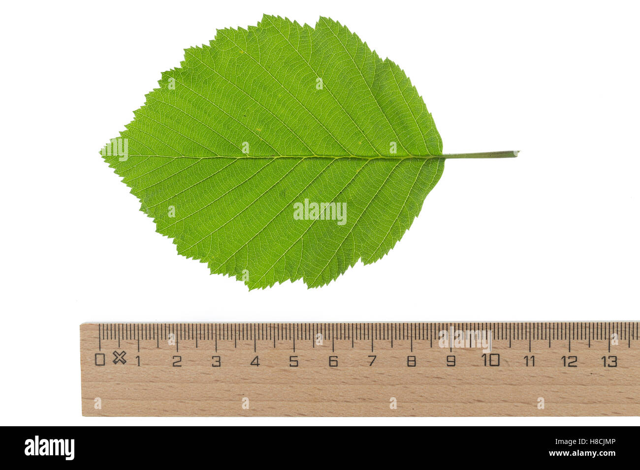 Grau-Erle, Grauerle, Erle, Alnus incana, Grey Alder, Gray Alder, Aulne blanc. Blatt, Blätter, leaf, leaves Stock Photo