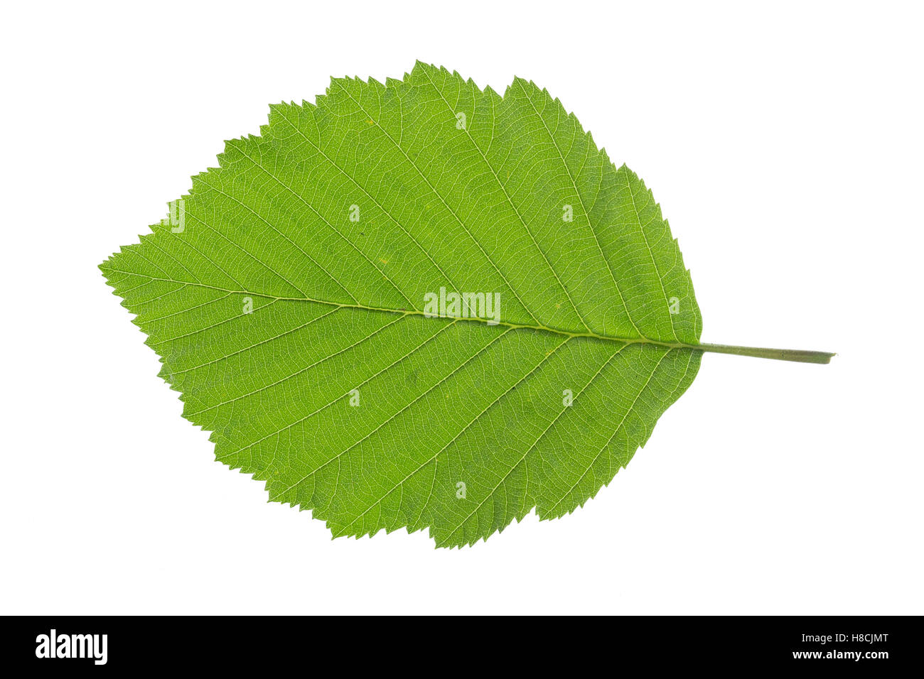 Grau-Erle, Grauerle, Erle, Alnus incana, Grey Alder, Gray Alder, Aulne blanc. Blatt, Blätter, leaf, leaves Stock Photo