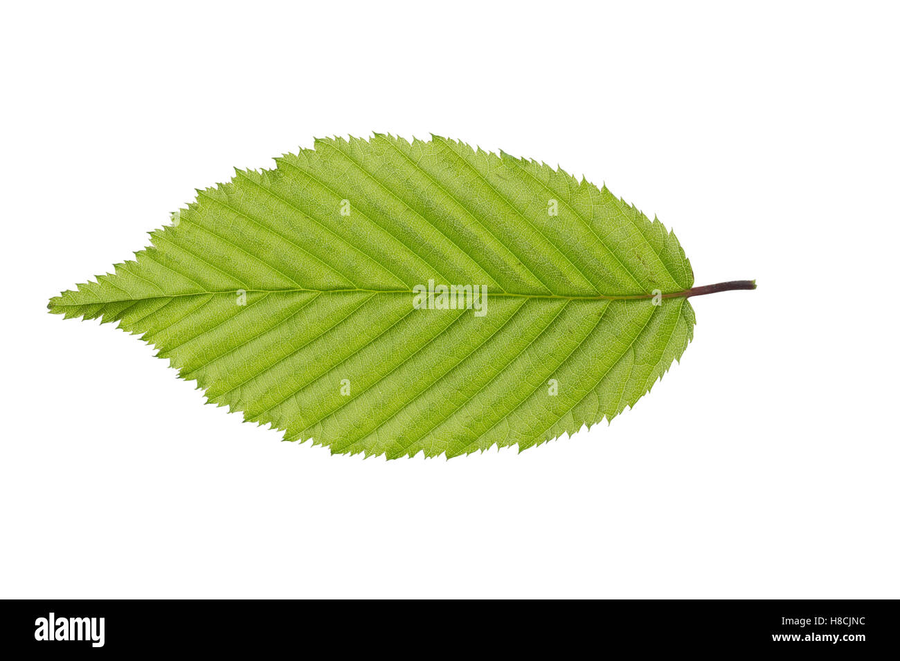 Hainbuche, Hain-Buche, Weißbuche, Weissbuche, Carpinus betulus, Common Hornbeam, Charme commun, Charmille. Blatt, Blätter, leaf, Stock Photo