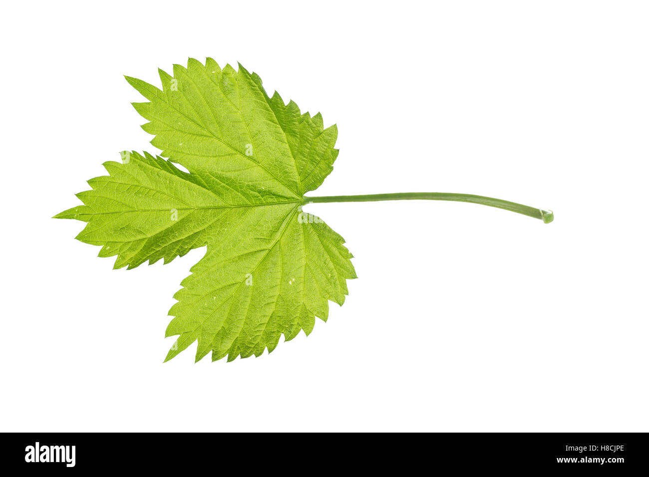 Hop Bush High Resolution Stock Photography and Images - Alamy
