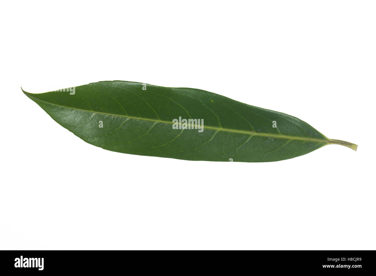 tropica aquarium plant Tropica Hottonia palustris 1-2-Grow! Aquarium Plant – J&L Aquatics Ltd main image 0