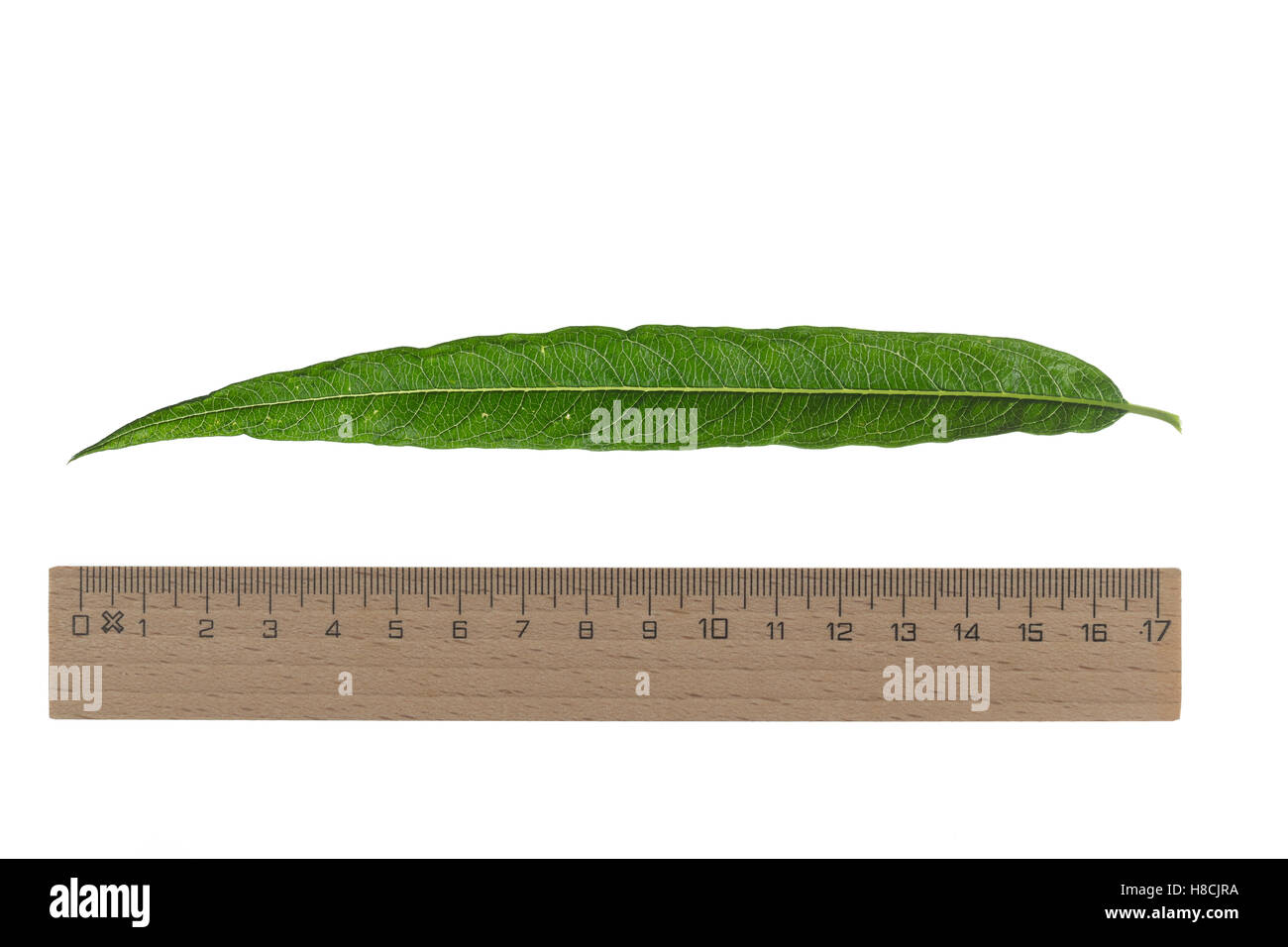 Korb-Weide, Korbweide, Hanf-Weide, Weide, Salix viminalis, basket willow, common osier, osier, Le saule des vanniers, vime, osie Stock Photo