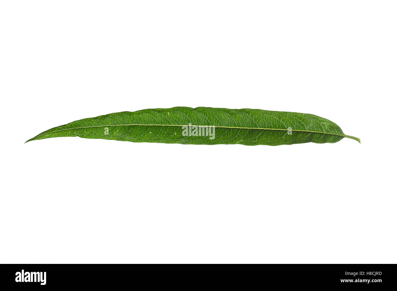 Korb-Weide, Korbweide, Hanf-Weide, Weide, Salix viminalis, basket willow, common osier, osier, Le saule des vanniers, vime, osie Stock Photo