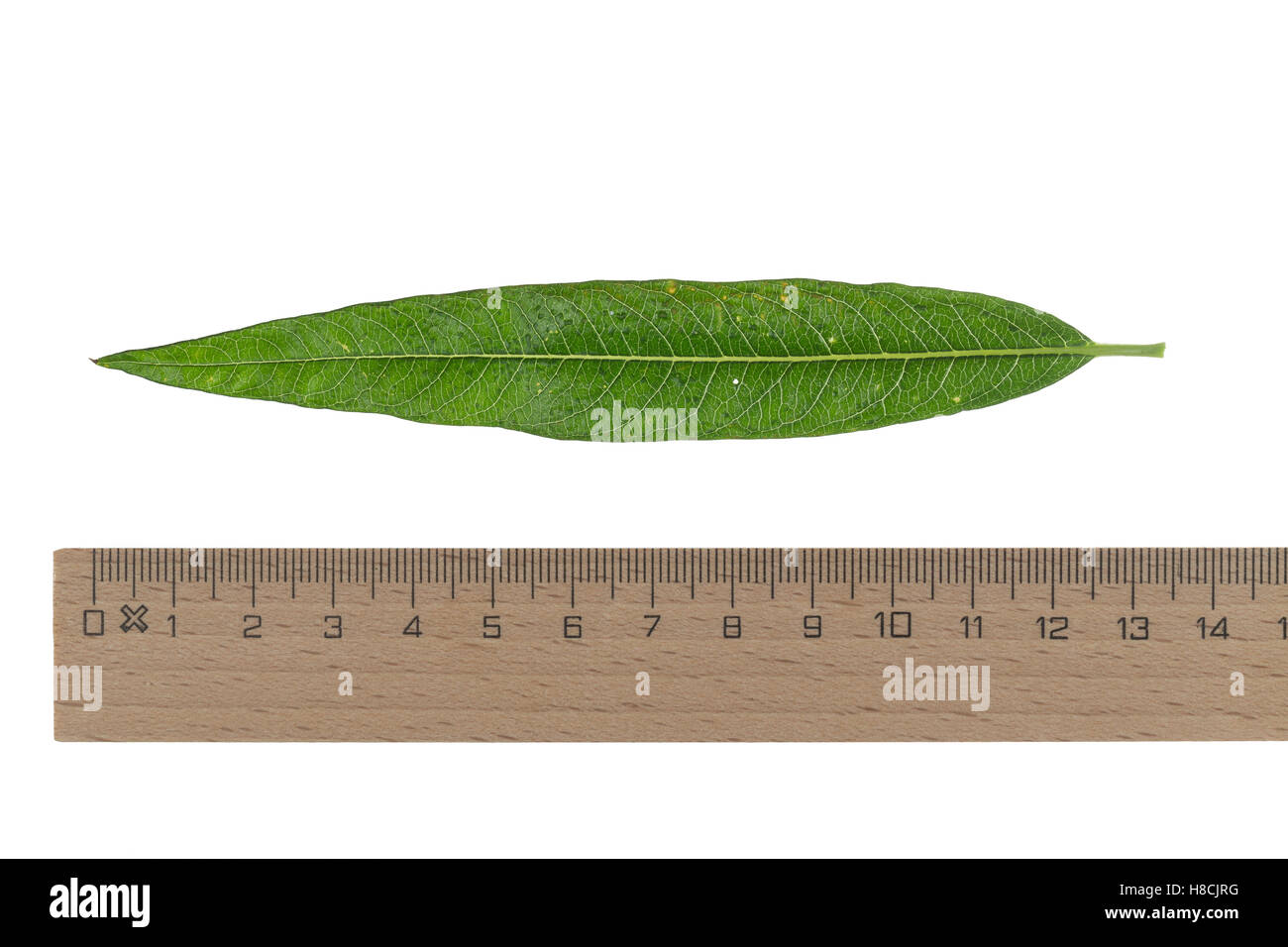 Korb-Weide, Korbweide, Hanf-Weide, Weide, Salix viminalis, basket willow, common osier, osier, Le saule des vanniers, vime, osie Stock Photo