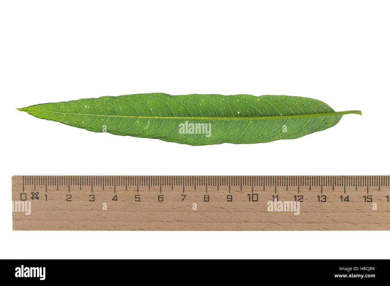 Korb-Weide, Korbweide, Hanf-Weide, Weide, Salix viminalis, basket willow, common osier, osier, Le saule des vanniers, vime, osie Stock Photo