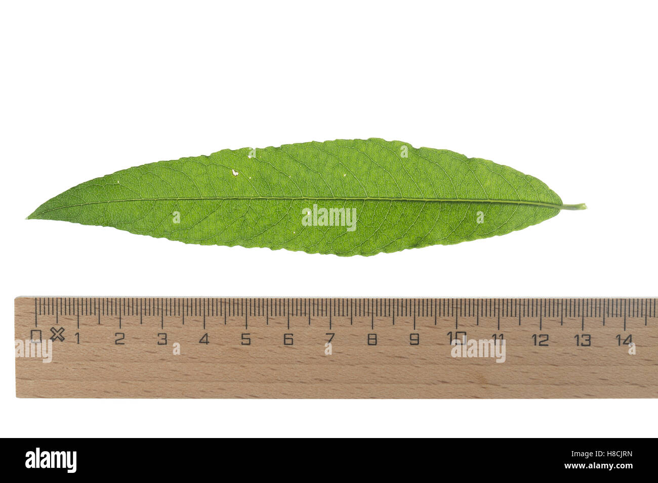 Korb-Weide, Korbweide, Hanf-Weide, Weide, Salix viminalis, basket willow, common osier, osier, Le saule des vanniers, vime, osie Stock Photo