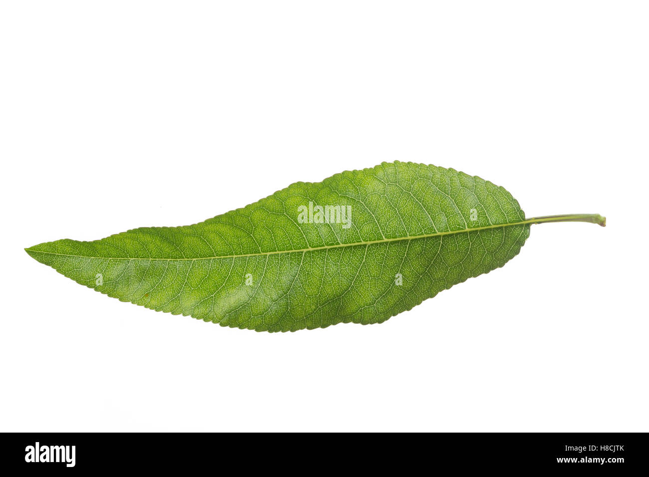 Mandelbaum, Mandel-Baum, Mandel, Prunus dulcis, Amygdalus dulcis, Amygdalus communis, Prunus amygdalus, Amygdalus amara, Amygdal Stock Photo