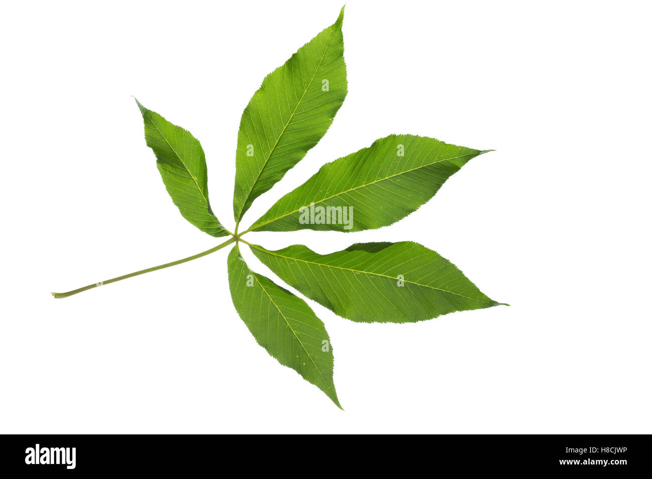 Gelbe Pavie, Gelbe Rosskastanie, Appalachen-Rosskastanie, Aesculus flava, Aesculus octandra, Yellow Buckeye, sweet buckeye, Le P Stock Photo