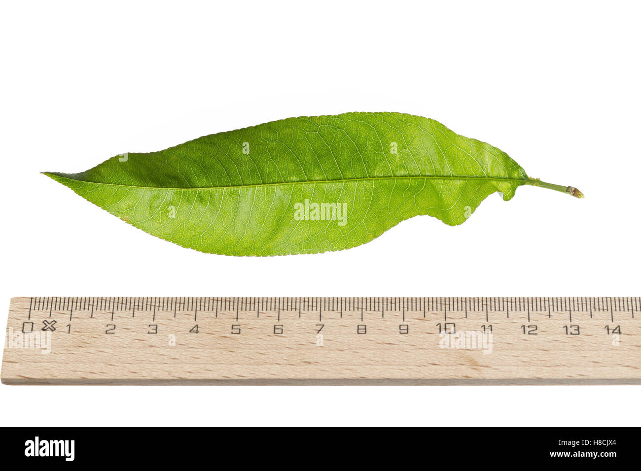 Pfirsich, Pfirsichbaum, Obst, Obstbaum, Prunus persica var. persica, Peach, Le Pêcher,  Pêcher commun. Blatt, Blätter, le Stock Photo
