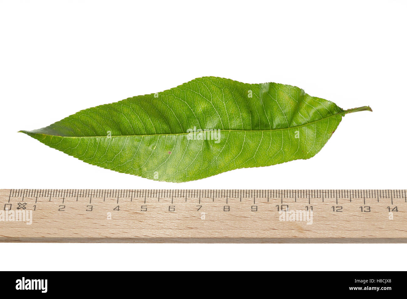 Pfirsich, Pfirsichbaum, Obst, Obstbaum, Prunus persica var. persica, Peach, Le Pêcher,  Pêcher commun. Blatt, Blätter, le Stock Photo