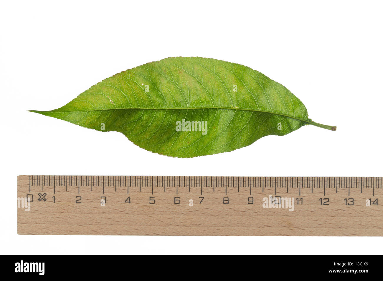 Pfirsich, Pfirsichbaum, Obst, Obstbaum, Prunus persica var. persica, Peach, Le Pêcher,  Pêcher commun. Blatt, Blätter, le Stock Photo