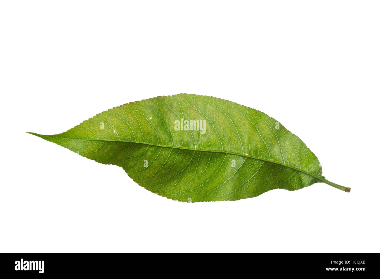 Pfirsich, Pfirsichbaum, Obst, Obstbaum, Prunus persica var. persica, Peach, Le Pêcher,  Pêcher commun. Blatt, Blätter, le Stock Photo