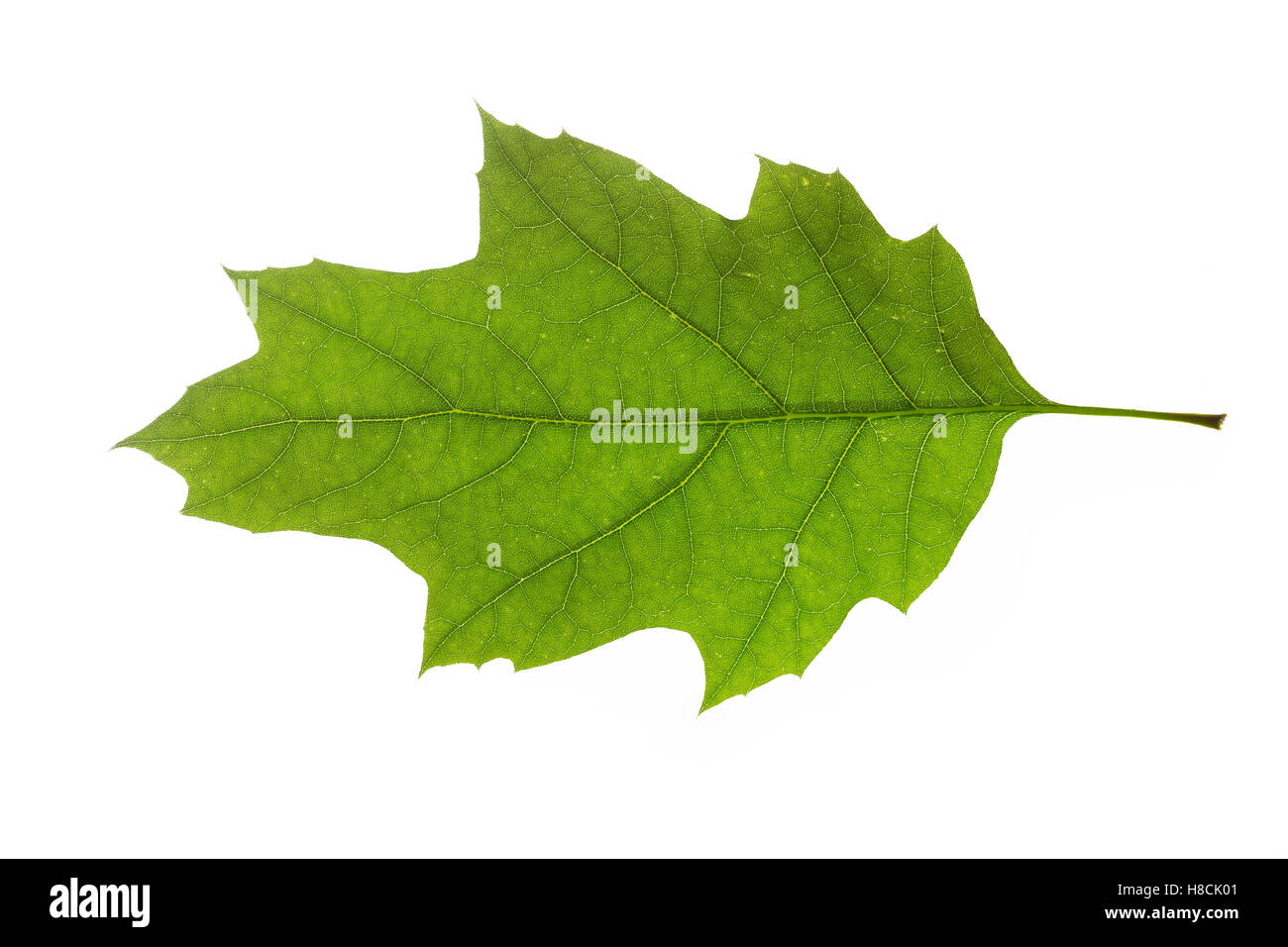 Roteiche, Rot-Eiche, Amerikanische Spitzeiche, Quercus rubra, Quercus borealis, northern red oak, champion oak, red Stock Photo