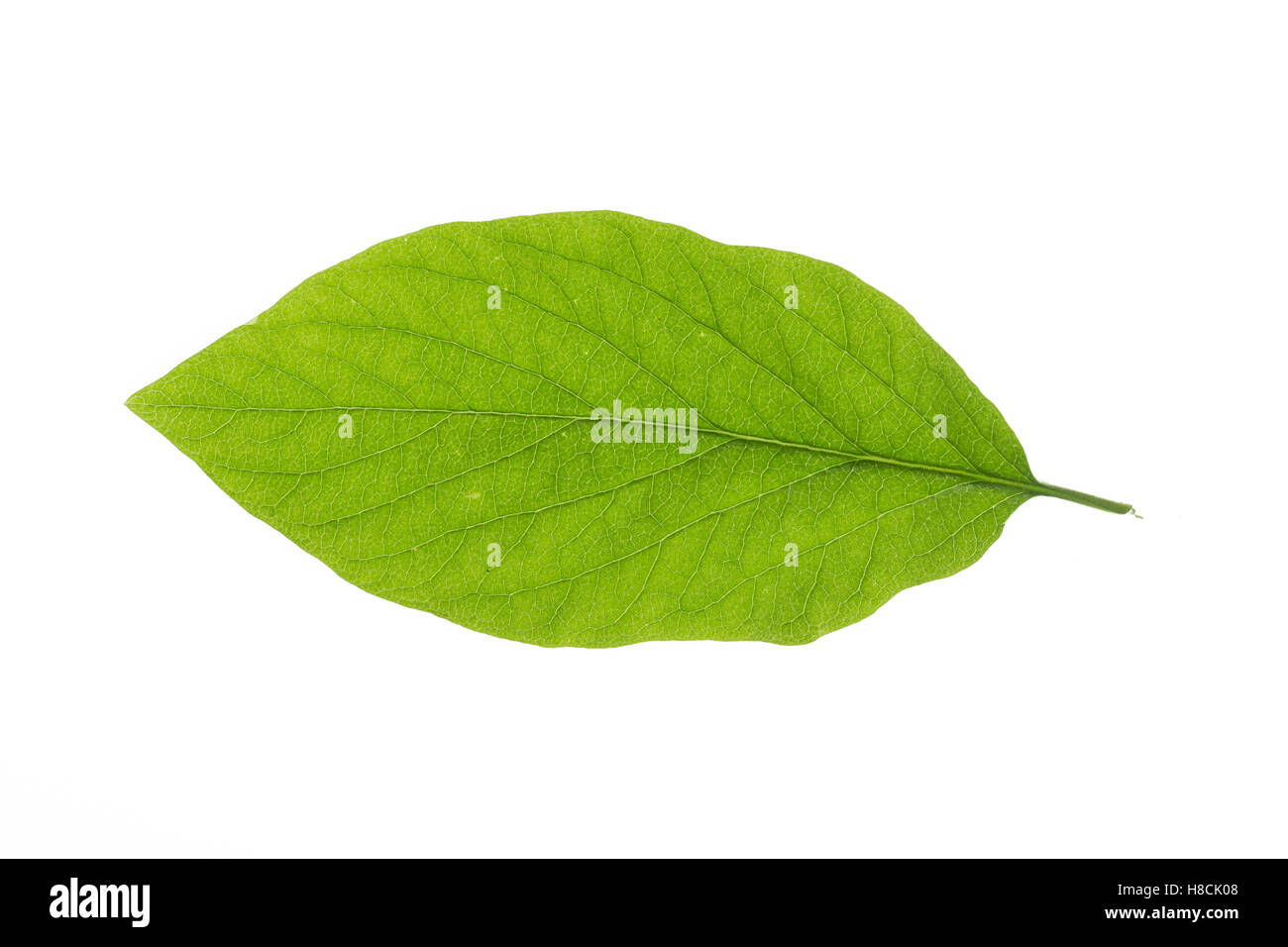 Rote Heckenkirsche Lonicera xylosteum Stock Photo - Alamy