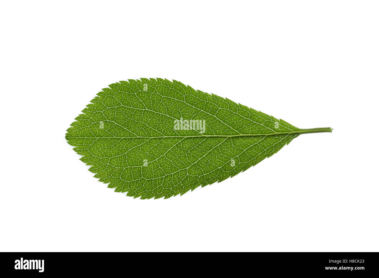 Gewöhnliche Schlehe, Schwarzdorn, Prunus spinosa, Blackthorn, Sloe, Epine noire, Prunellier. Blatt, Blätter, leaf, leaves Stock Photo