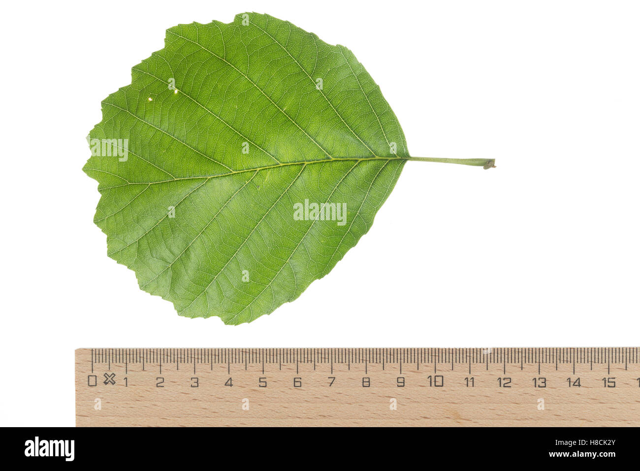 Schwarz-Erle, Schwarzerle, Erle, Alnus glutinosa, Common Alder, Aulne glutineux. Blatt, Blätter, leaf, leaves Stock Photo