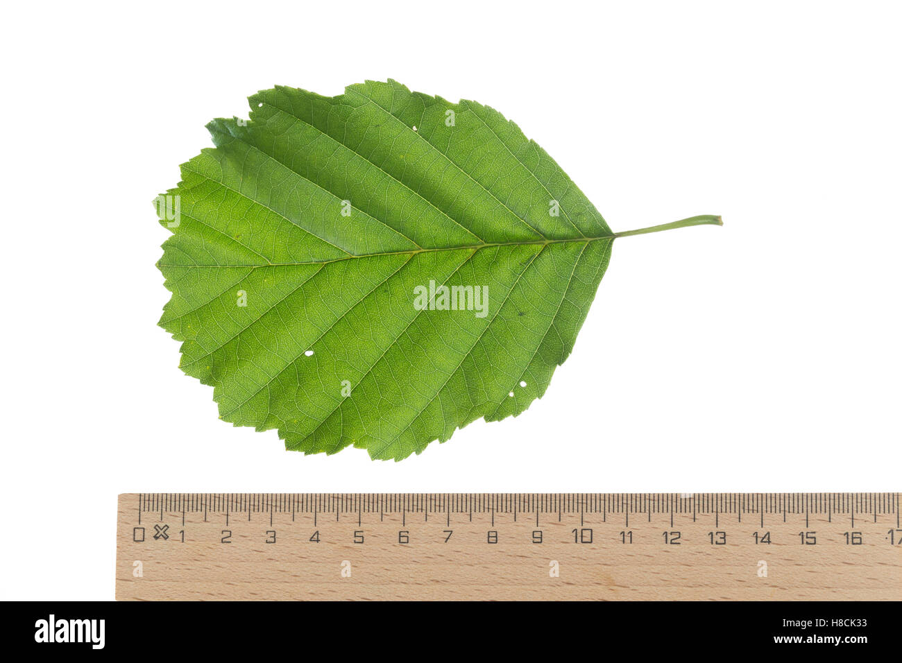 Schwarz-Erle, Schwarzerle, Erle, Alnus glutinosa, Common Alder, Aulne glutineux. Blatt, Blätter, leaf, leaves Stock Photo