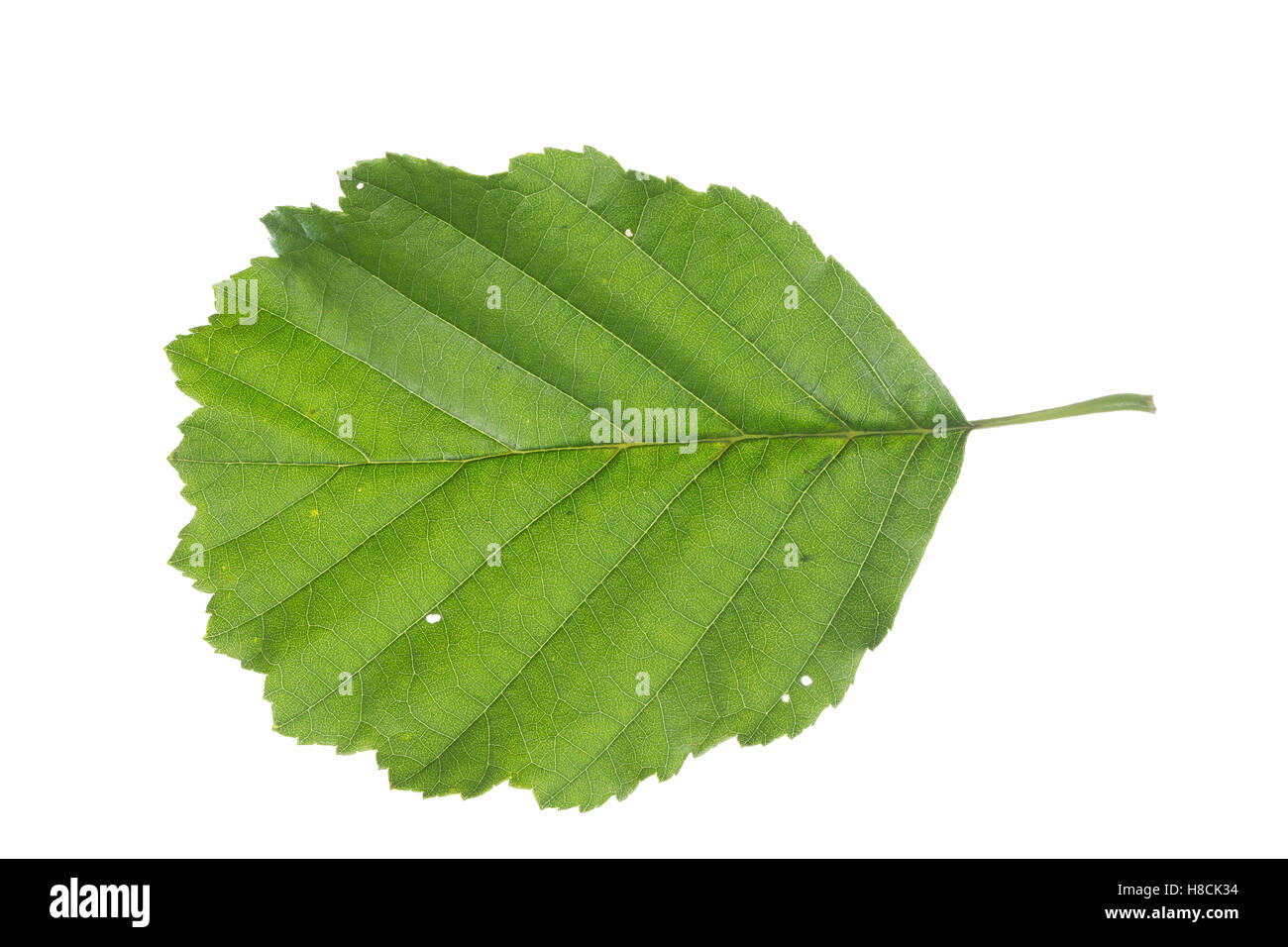 Schwarz-Erle, Schwarzerle, Erle, Alnus glutinosa, Common Alder, Aulne glutineux. Blatt, Blätter, leaf, leaves Stock Photo