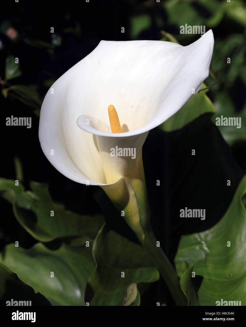Arum Lily flower, Cornwall, England, UK Stock Photo Alamy