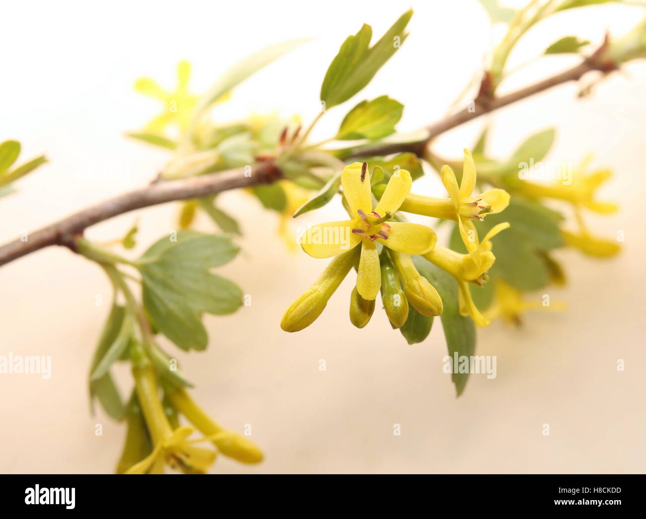Some blossoms of the Golden currant (Ribes aureum). Stock Photo